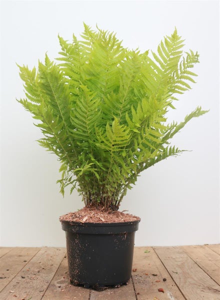 Nahaufnahme eines Farns