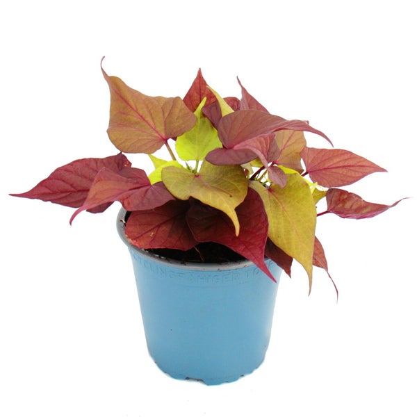 Süßkartoffel - Beet- und Balkonpflanze - Ipomoea batatas - 12cm - Set mit 3 Pflanzen - braun