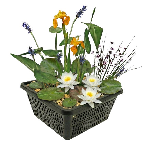 Teichpflanzen-Set in schwarzem Pflanzkorb mit Seerosen, Iris und weiteren Wasserpflanzen.