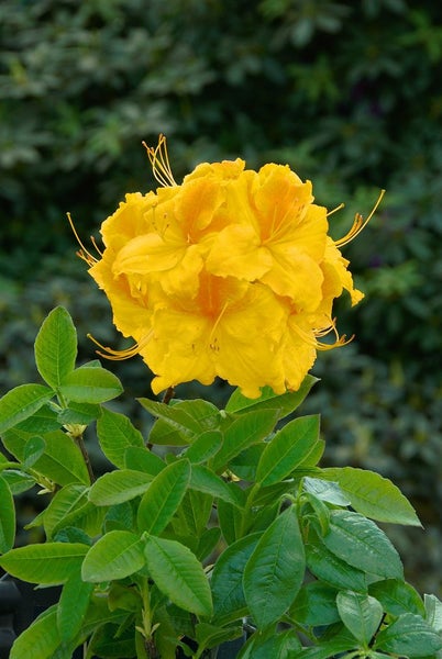 Rhododendron luteum 'Goldpracht', gelb, 50–60 cm