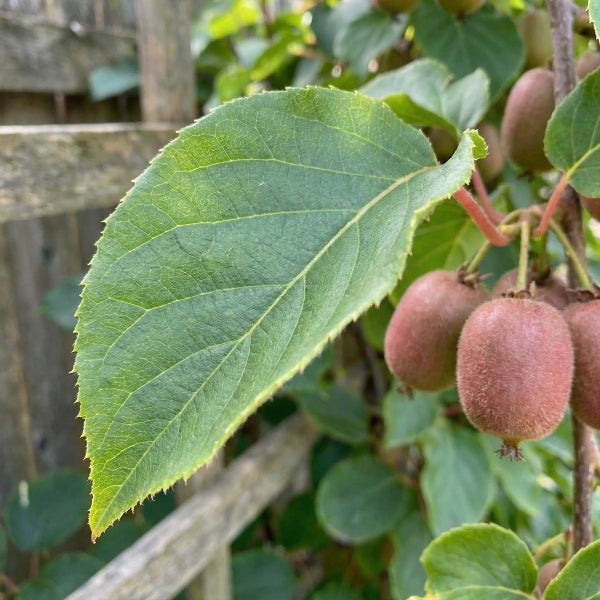 Kiwi-Pflanze mit grünen Blättern und braunen, behaarten Früchten an einem Zweig.
