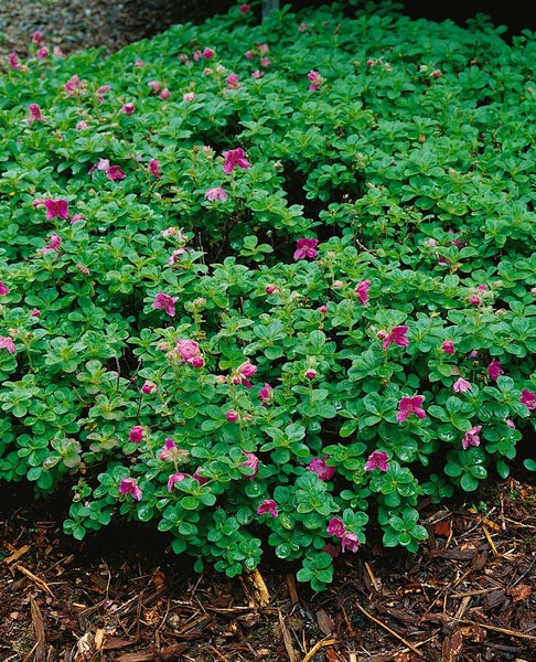Rhododendron camtschaticum, Zwerg-Rhododendron, rosa, 20–25 cm