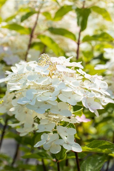 Rispenhortensie mit weißen Blüten