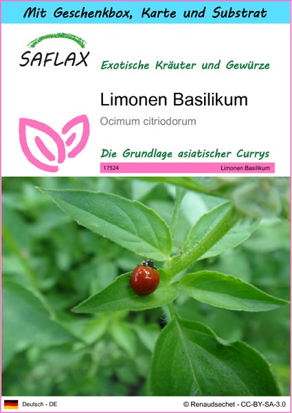 SAFLAX Geschenk Set - Limonen Basilikum - Ocimum citriodorum - 200 Samen - Mit Geschenkbox, Versandaufkleber, Geschenkkarte und Anzuchtsubstrat
