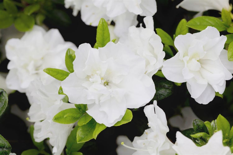Rhododendron obtusum 'Schneeperle', weiß, 20–25 cm