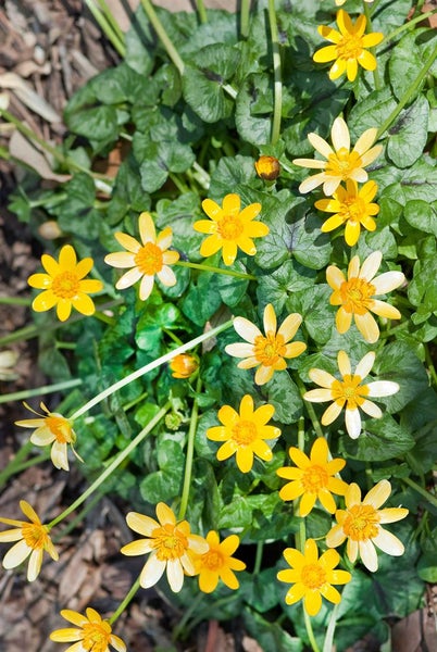 Ranunculus ficaria, Scharbockskraut, gelb, ca. 9x9 cm Topf