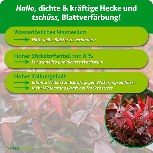 Infografik zum Purgrün Heckendünger mit Informationen zu Magnesium, Stickstoff und Kalium für gesundes Heckenwachstum.