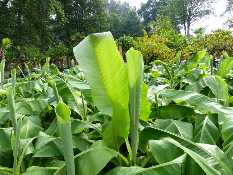 Bananenstaude Banane Musa Basjoo 120 - 150 cm winterhart Staude japanische Faserbanane