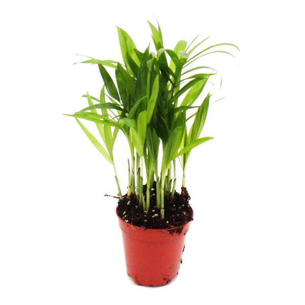 Mini-Pflanze - Chamaedorea elegans - Bergpalme - Ideal für kleine Schalen und Gläser - Baby-Plant im 5,5cm Topf