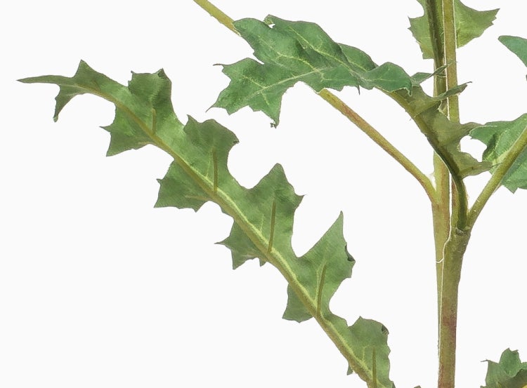 Zimmerpflanze Bergpalme Chamaedorea elegans in schwarzem Topf mit grünen gefiederten Blättern.