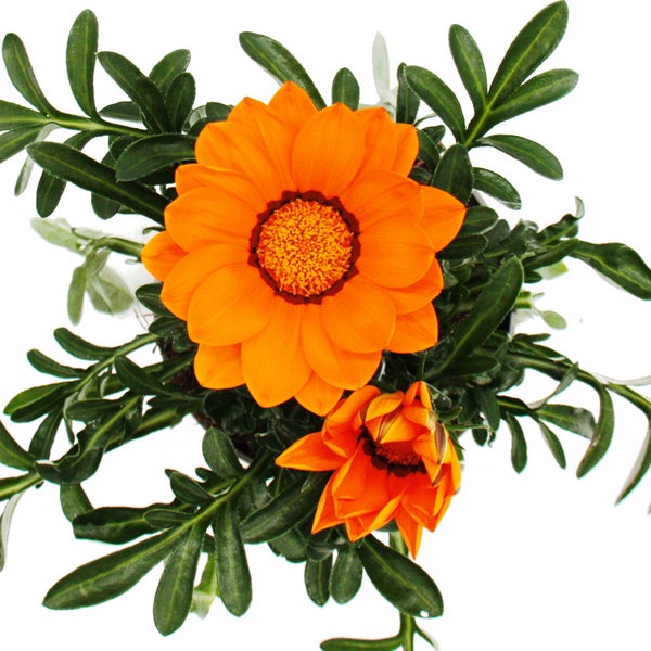 Mittagsgold - Gazania Big Kisses - 12cm Topf - Set mit 3 Pflanzen - orange
