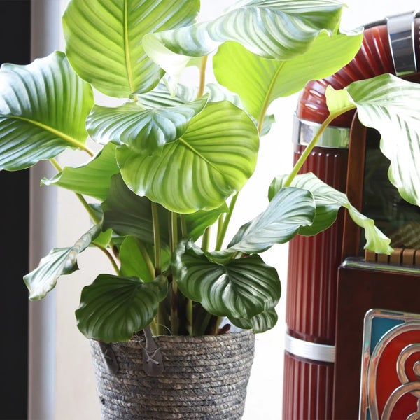 Calathea Orbifolia No.19 / 70 - 80 cm