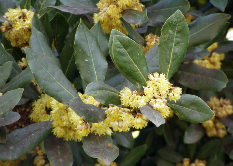 SAFLAX Garden to go - Gewürzlorbeerbaum - Laurus nobilis - 6 Samen - Mit Topf, Klima - Deckel und Anzuchtsubstrat