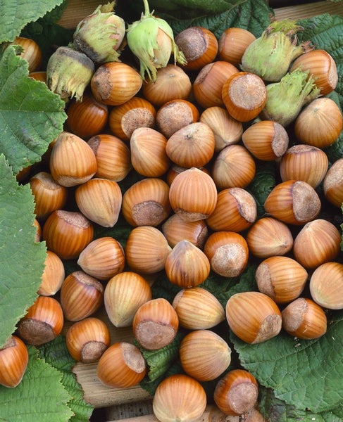 Corylus avellana 'Wunder aus Bollweiler', Haselnuss, 60–100 cm