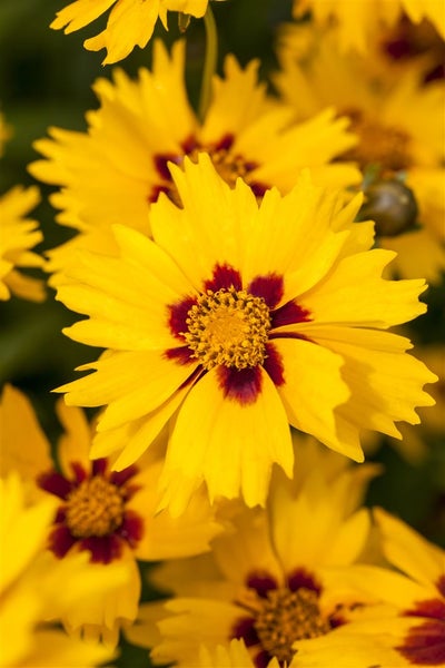 Coreopsis lanceolata 'Sterntaler', Mädchenauge, gelb, ca. 9x9 cm Topf