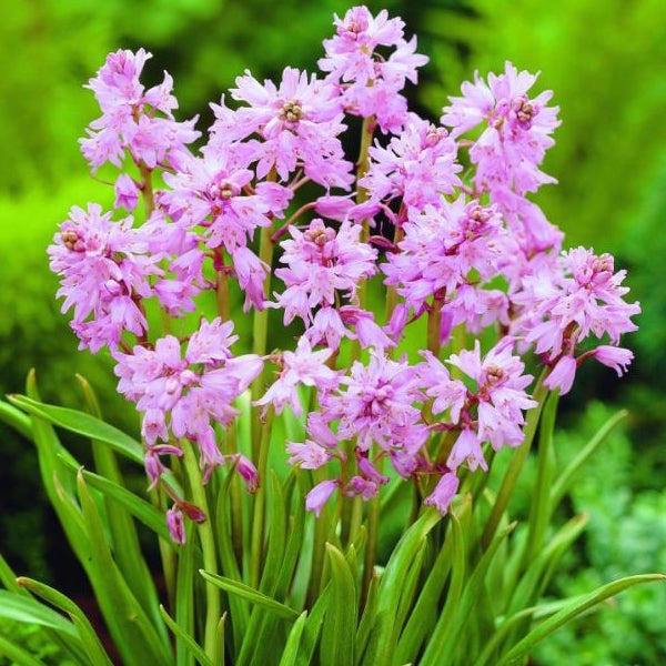 Nahaufnahme von Scilla hispanica 'Rosabella' Zwiebelblumen mit rosa Blüten und grünen Blättern