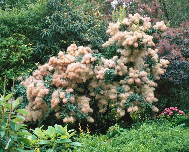 Einheimischer Perückenstrauch im Garten