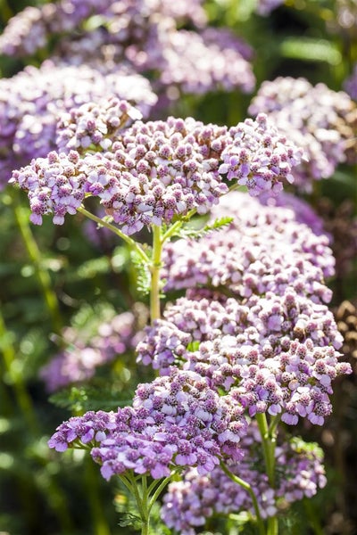 Nahaufnahme von Schafgarbenblüten im Garten