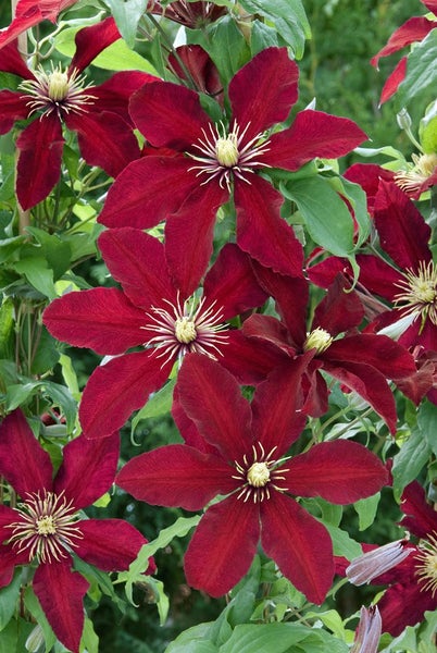 Clematis Hybride 'Niobe', Waldrebe, dunkelrot, 60–100 cm