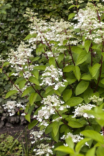 Hydrangea paniculata 'Wim's Red', Rispenhortensie, rot-weiß, 60–80 cm