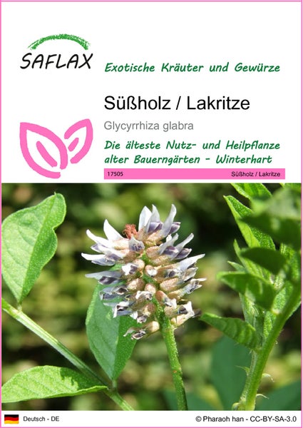 SAFLAX  - Süßholz / Lakritze - Glycyrrhiza glabra - 30 Samen