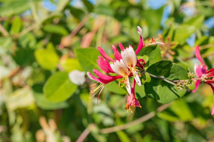 Lonicera caprifolium, Jelängerjelieber, 100–150 cm, duftend