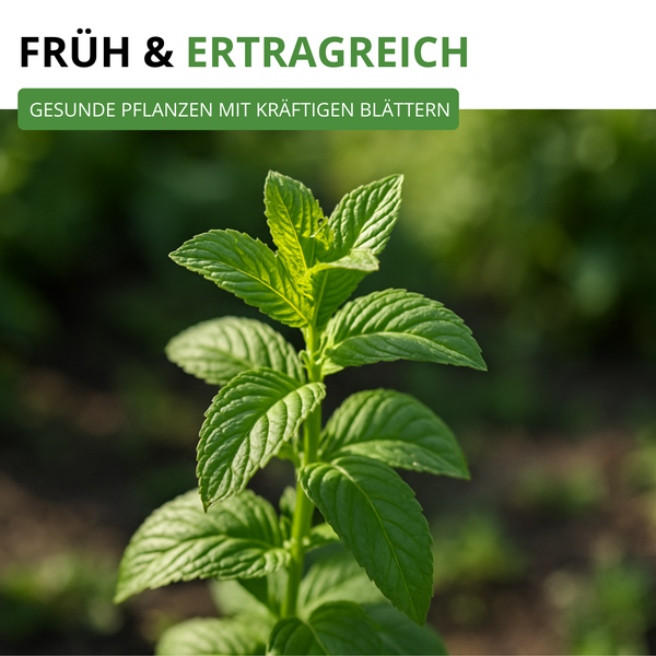 Nahaufnahme einer Minzpflanze mit kräftigen Blättern. Text: Früh und ertragreich, gesunde Pflanzen mit kräftigen Blättern.