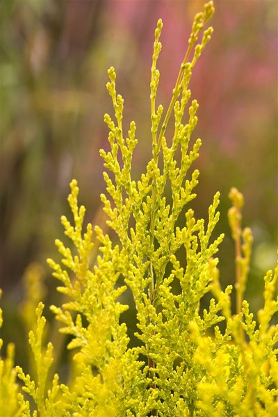 Chamaecyparis lawsoniana 'Ivonne', Gelbe Scheinzypresse, 40–50 cm