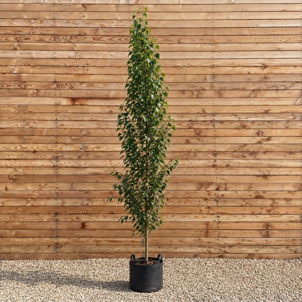 Säulenbirke als junger Baum in einem schwarzen Pflanzkübel