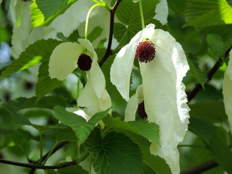 Davidia involucrata 'Vilmoriana', Taschentuch-Baum, Taubenbaum, Gesamthöhe: 170-180 cm