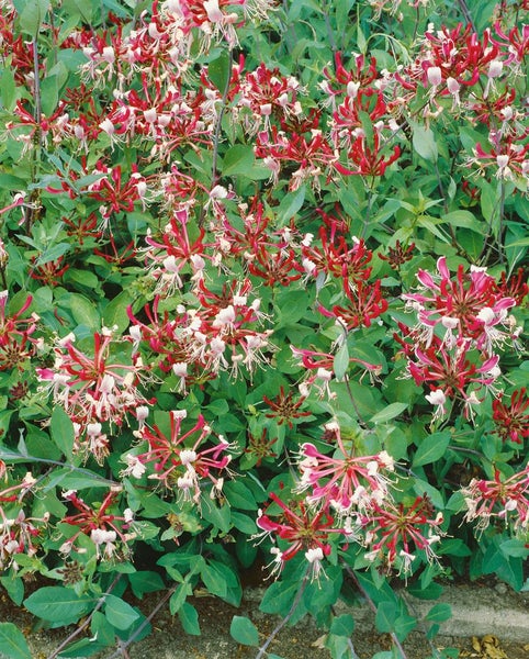 Lonicera periclymenum 'Serotina', Geißblatt, rot-gelb, 40–60 cm