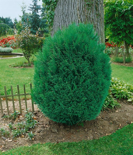 Chamaecyparis lawsoniana 'Tharandtensis Caesia', blaugrau, 90 cm Stammhöhe