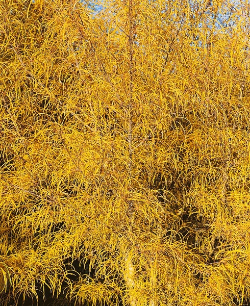 Rhamnus frangula 'Asplenifolia', Faulbaum, schmalblättrig, 80–100 cm