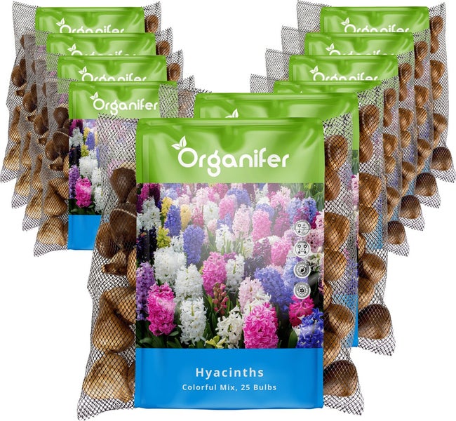 Mehrere Packungen Organifer Hyazinthen Blumenzwiebeln, bunte Mischung, 25 Stück