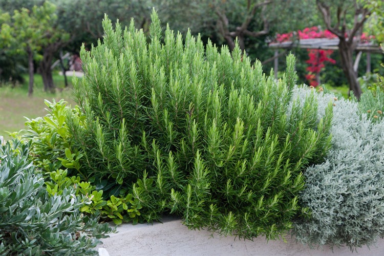 Rosmarinpflanze im Gartenbeet