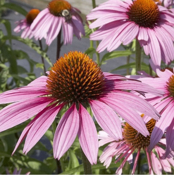 Nahaufnahme von rosafarbenen Sonnenhüten im Garten.