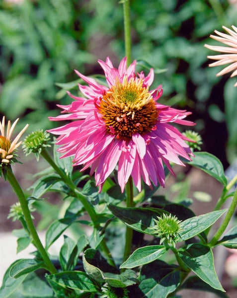 Echinacea purpurea 'Doppeldecker', Sonnenhut, rosa, ca. 9x9 cm Topf