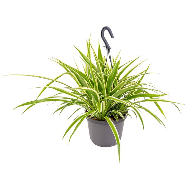 Graslilie im Hängetopf pro Stück | Chlorophytum 'Variegatum' - Zimmerpflanze ⌀18 cm - ↕40-45 cm