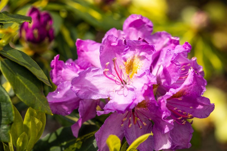 Nahaufnahme einer Rhododendronblüte