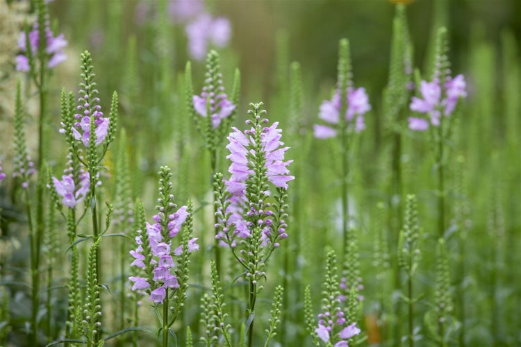 Physostegia virginiana 'Bouquet Rose', rosa, ca. 9x9 cm Topf