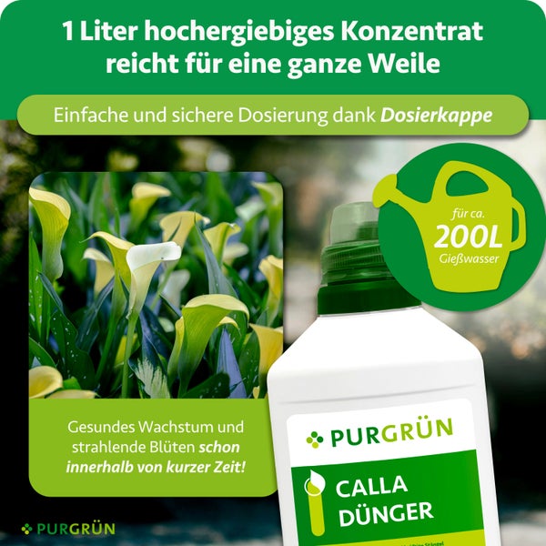 Purgrün Calla Dünger, 1 Liter Konzentrat mit Dosierkappe für circa 200 Liter Gießwasser. Fördert gesundes Wachstum und Blütenbildung bei Calla-Lilien.