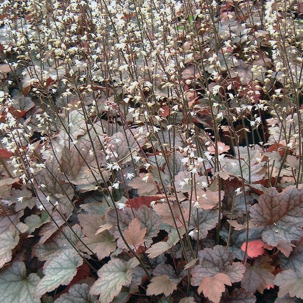 Heuchera mit kleinen weißen Blüten und Blättern