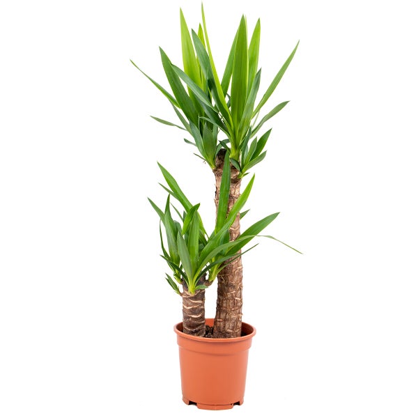 Yucca 'Elephant Types' Slam 2 | Palmlilie bei STUK - Zimmerpflanzen im Grower's Pot CM17 cm - -60-70 cm