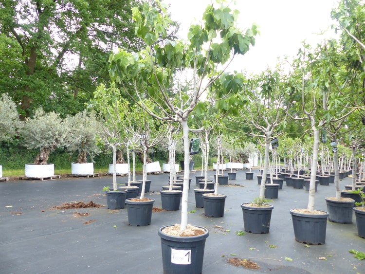 Viele Feigenbäume in Töpfen auf einer Baumschule