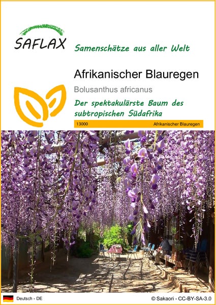 SAFLAX  - Afrikanischer Blauregen - Bolusanthus africanus - 15 Samen