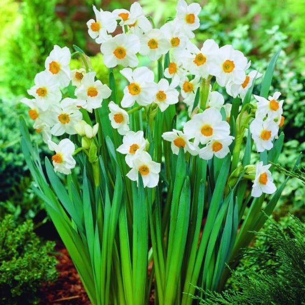 Narzissen mit weißen Blüten und orangefarbener Mitte
