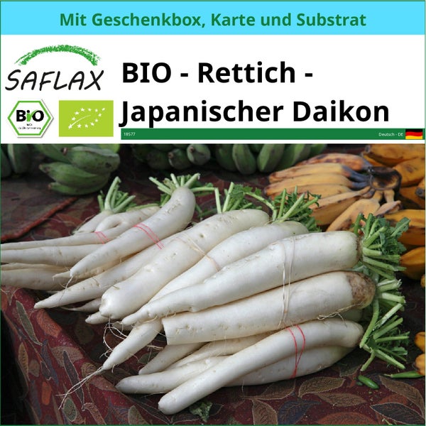 SAFLAX Geschenk Set - BIO - Rettich - Japanischer Daikon - Raphanus sativus - 100 Samen - Mit Geschenkbox, Versandaufkleber, Geschenkkarte und Anzuchtsubstrat