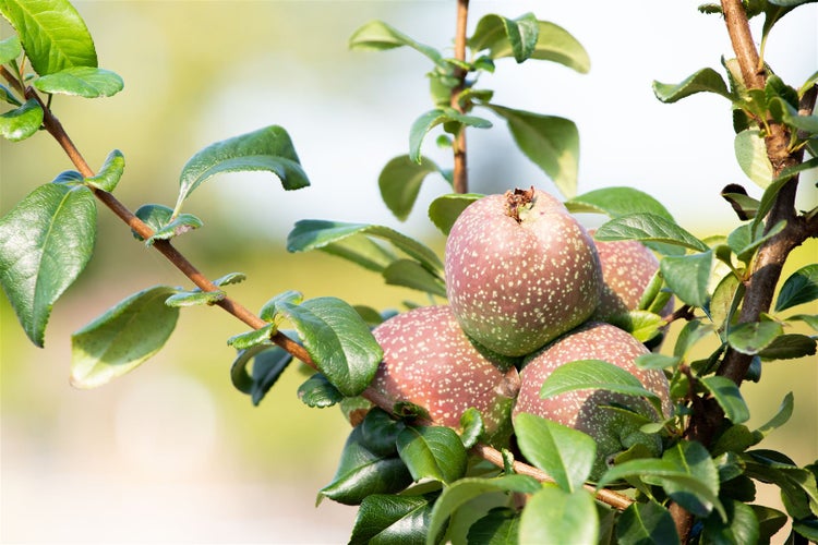 Chaenomeles 'Friesdorfer Typ 205', Zierquitte, 40–60 cm
