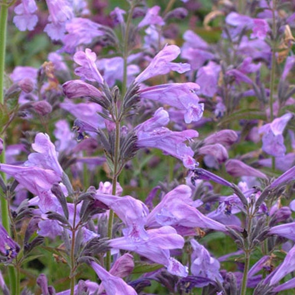 Nahaufnahme von Duftnesselblüten im Garten.