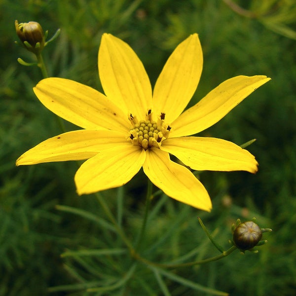 Nahaufnahme einer gelben Coreopsis Blüte